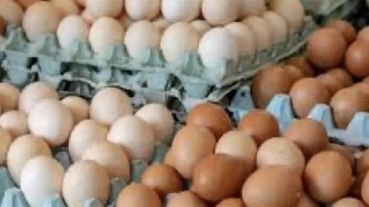 سعر كرتونة البيض يتراجع اليوم الثلاثاء ويؤثر على ميزانية المستهلكين في ديسمبر 2025